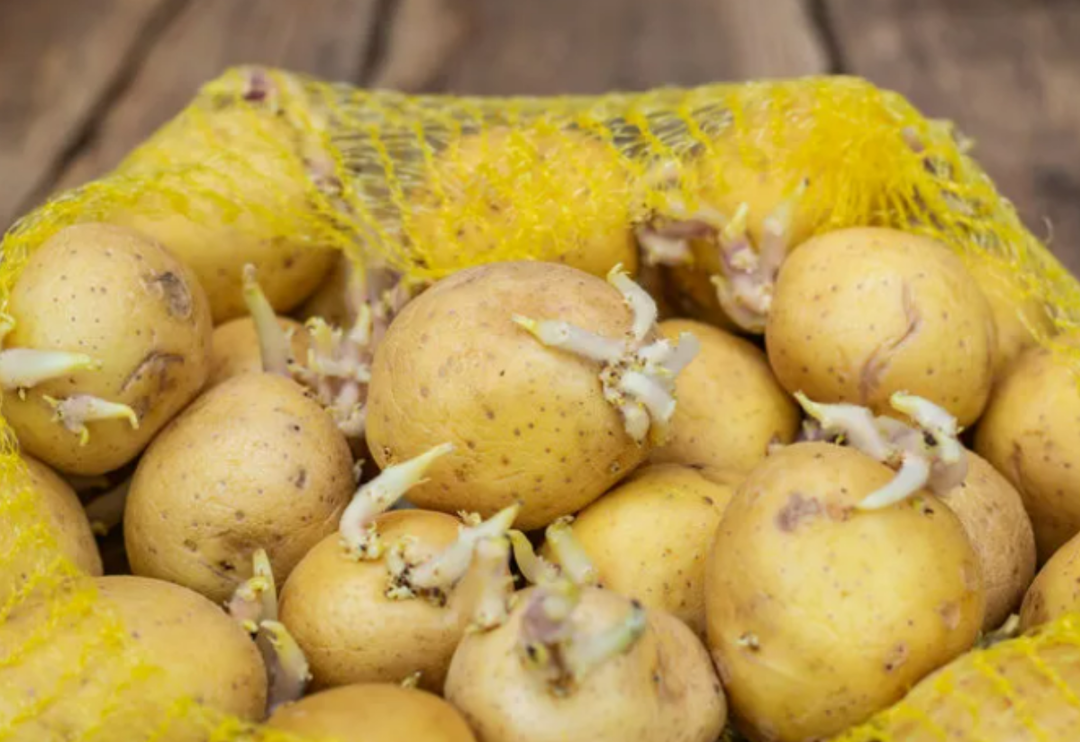 &Ccedil;&ouml;pe gitmesin! Meyve ve sebzeleri aylarca taze tutmak i&ccedil;in...