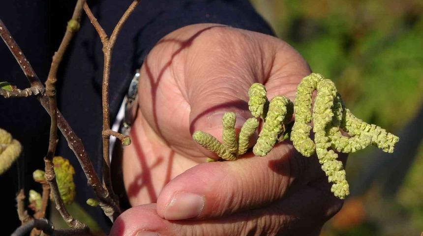 Fındıkta &lsquo;yalancı bahar&rsquo; tehlikesi: Ciddi rekolte kaybı yaşanabilir