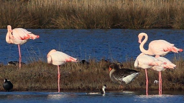 Hersek Lagünü’ndeki kuş türü sayısı 250’ye ulaştı