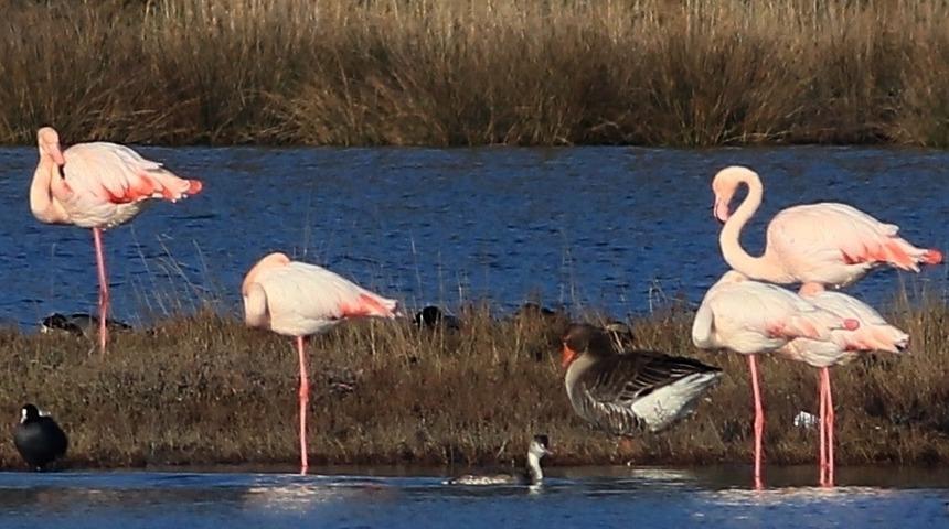 Hersek Lagünü’ndeki kuş türü sayısı 250’ye ulaştı