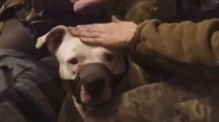 Rusya - Ukrayna savaşında dikkat çeken pitbull detayı! Fotoğrafını paylaşarak sosyal medyadan duyurdu