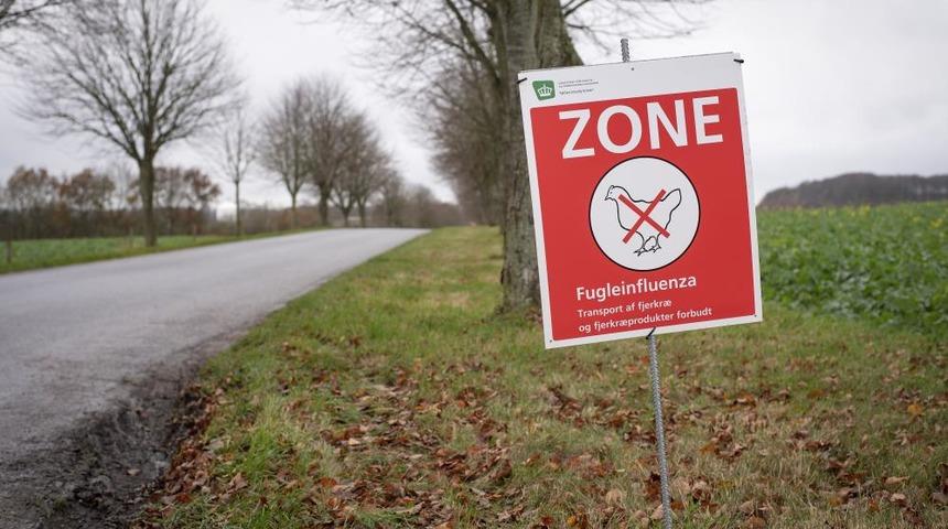 Danimarka’da kuş gribi alarmı: On binlerce tavuk itlaf edilecek