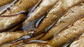 Bağışıklık sistemini bozarak vücudu baştan aşağı mahvediyor! Erken ölüm riskini artırıyor