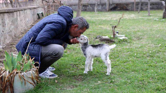 Annesini ayı yiyen oğlak tesadüfen hayata tutundu