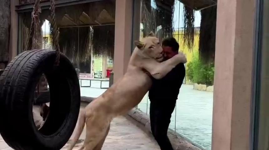 Tuzla’da veteriner ile Angel isimli aslan arasındaki sevgi bağı görenleri şaşırtıyor