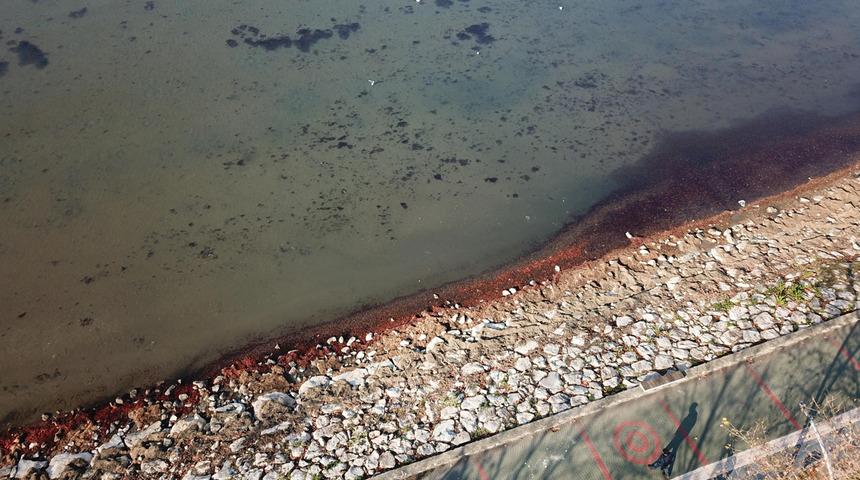 İzmit Körfezi'nde ortaya çıktı! Sahil şeridi kızıla büründü