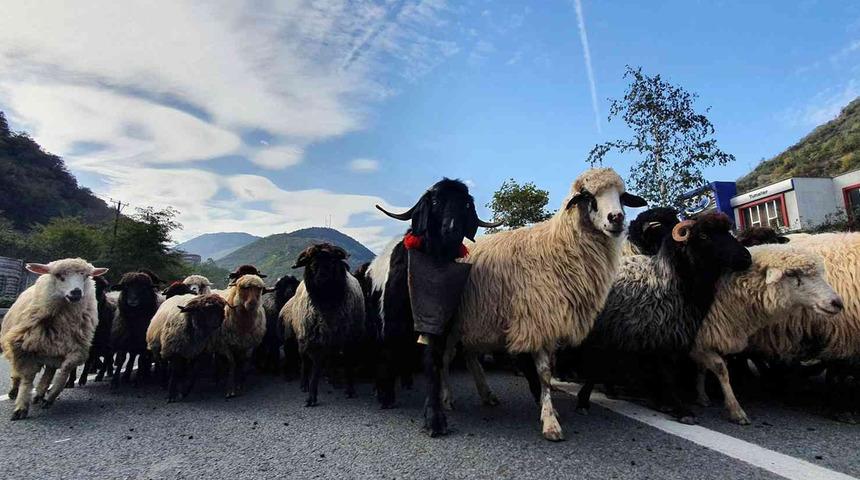 K&uuml;&ccedil;&uuml;kbaş hayvanlarda g&ouml;r&uuml;ld&uuml;! Zonguldak'ta 50 k&ouml;y i&ccedil;in karantina kararı