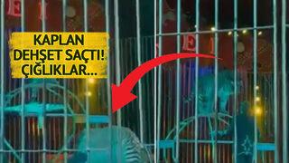 Kendinden çok emin şekilde kaplanlarla oynuyordu... Arkasından sessizce yaklaştı, dişlerini boynuna sapladı! Çığlıkları sirki inletti
