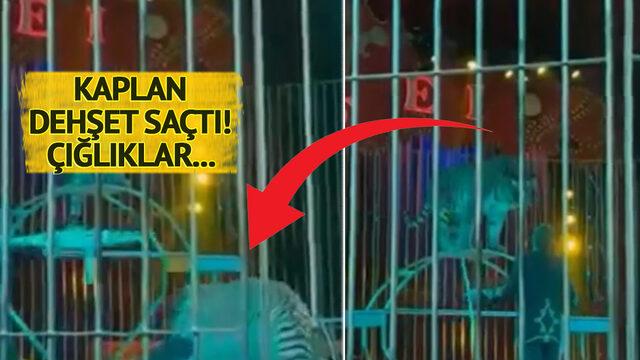 Kendinden çok emin şekilde kaplanlarla oynuyordu... Arkasından sessizce yaklaştı, dişlerini boynuna sapladı! Çığlıkları sirki inletti