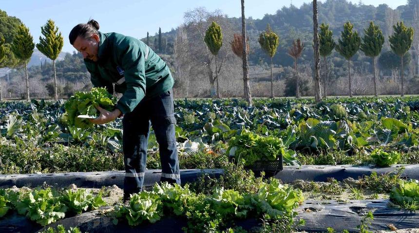 Kuşadası Adabahçe’de kış hasadı başladı