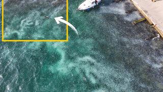 İstanbul Boğazı'nda şaşırtan görüntü! İstila ettiler, sahil beyaza büründü... Görenleri hayrete düşürdü