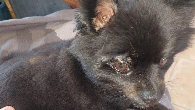 3 metrelik piton köpeği canlı canlı yemek üzereyken sahibi tarafından kurtarıldı! “Aşağı baktım ve gözlerime inanamadım”