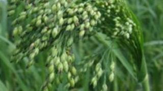 Zayıflatan Beş Yiyecek