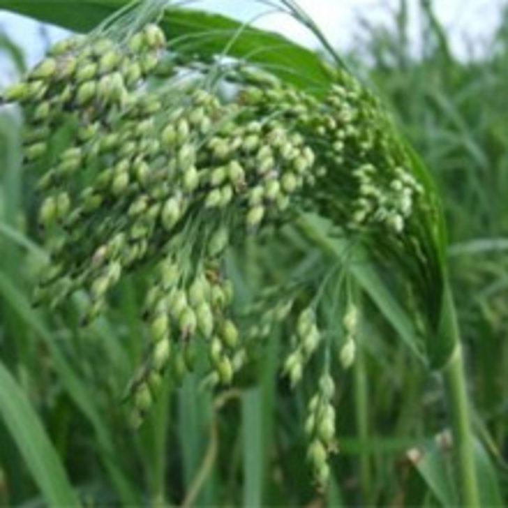 Zayıflatan Beş Yiyecek