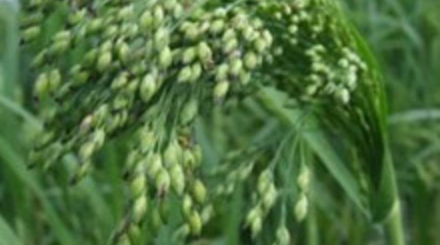 Zayıflatan Beş Yiyecek