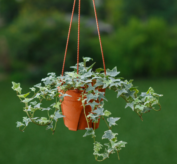 İNGİLİZ SARMAŞIĞI