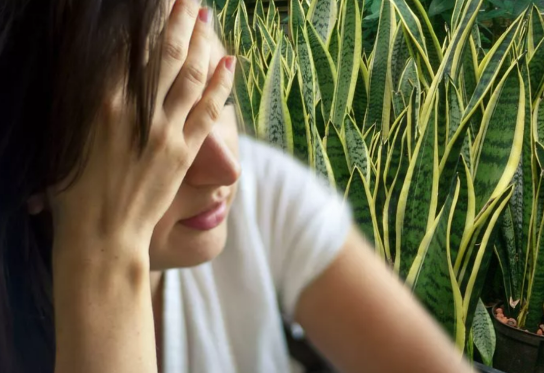 T&uuml;m stresi alıp g&ouml;t&uuml;recek bitkiler! Evin i&ccedil;erisinde bulunması yeterli