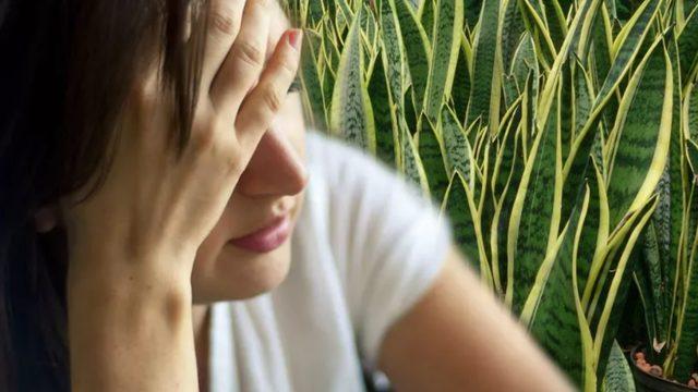 Tüm stresi alıp götürecek bitkiler! Evin içerisinde bulunması yeterli