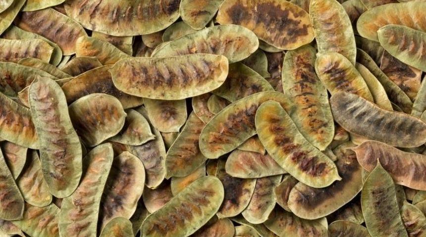 Faydalarını duyan aktara koşuyor! Bu ot zahmetsizce zayıflatıyor! Tansiyon dengeleyici özelliğe sahip