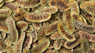 Faydalarını duyan aktara koşuyor! Bu ot zahmetsizce zayıflatıyor! Tansiyon dengeleyici özelliğe sahip