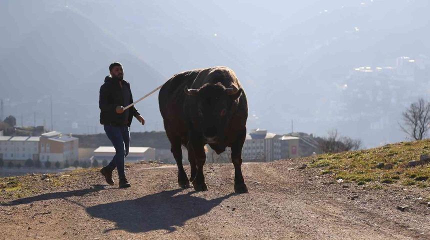 Artvin’de heykeli yapılan şampiyon boğa 500 bin liraya satıldı