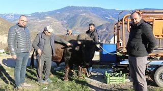 Artvin’de heykeli yapılan şampiyon boğa 'Vefa' satıldı! Fiyatı dudak uçuklattı 