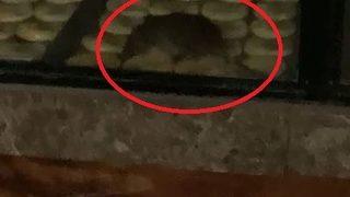 Mide bulandıran görüntü! Simit fırınında ürünlerin üzerinde gezen fare kamerada