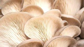 Doğal antibiyotik olarak biliniyor: Cinsel gücü uçurur! Kansere yakalanma riskini azaltır... 