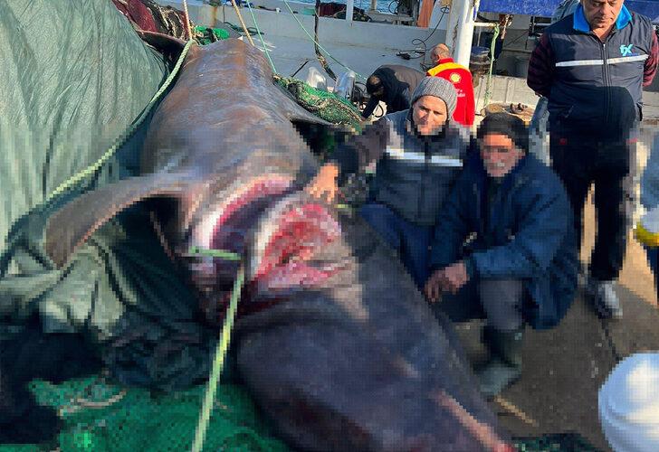 Urla'da yakalandı! Balıkçılar hatıra fotoğrafı çektirdi... 10 metrelik dev
