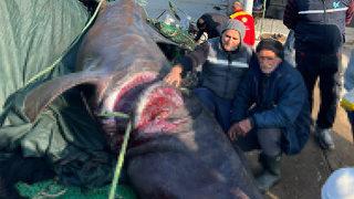 Urla'da yakalandı! Balıkçılar hatıra fotoğrafı çektirdi... 10 metrelik dev