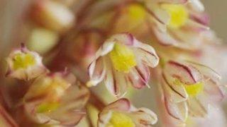 İstanbul'un yeni soğanı... Yeni keşfedildi, hiçbir örneğe benzemiyor...