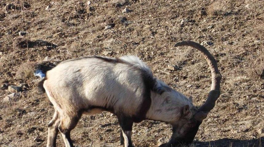 Van&rsquo;ın tek boynuzlu dağ ke&ccedil;isi 3 yıldır aynı b&ouml;lgede