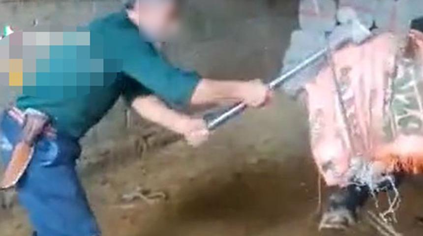 Gözleri bağlı boğayı balyozla öldürmüştü! Detaylar kan dondurdu: Önce taş ile vurdu, kırılınca balyozu aldı