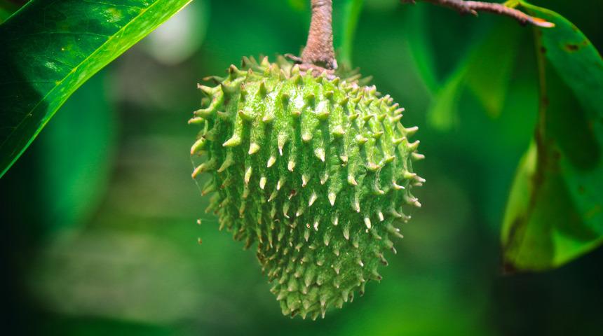 Kemoterapi ila&ccedil;larına oranla on bin kat daha etkili meyve: Tar&ccedil;ın elması (graviola)