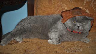 Kedi 'Çiko' görenleri şaşırtıyor! Yaşıtlarından 'farklı bir hale' gelince sahibi çareyi bunda buldu: Hala yiyeyim diyor