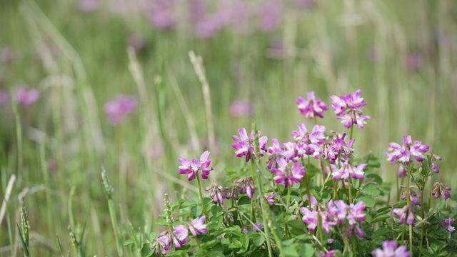Ömrü uzatan telomer tedavisine evde çözüm: Geven otu içiyoruz