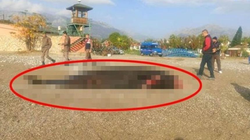 Antalya'da 5 metrelik &ouml;l&uuml; balina kıyıya vurdu! G&ouml;renler şaştı kaldı