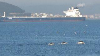 Çanakkale Boğazı’nda yunuslardan görsel şölen