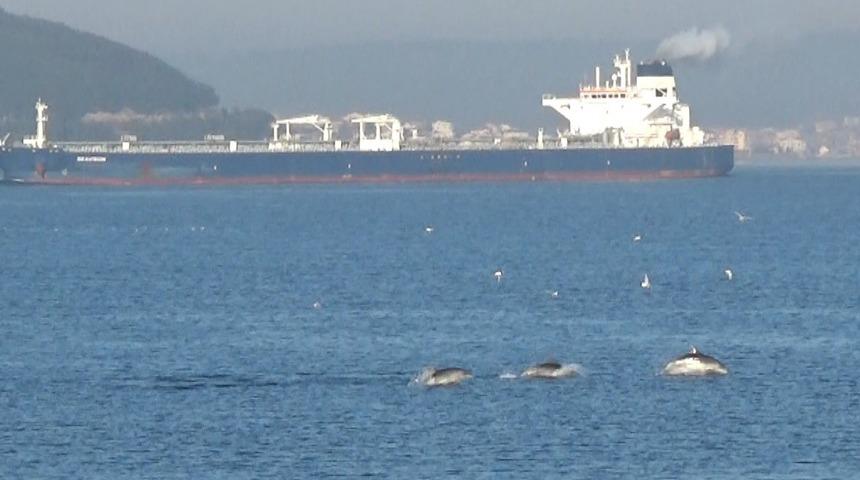 Çanakkale Boğazı’nda yunuslardan görsel şölen