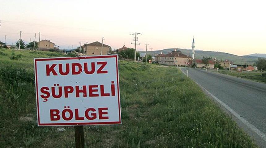 Büyükbaş hayvanda kuduz görüldü! Koca ilçe karantinaya alındı