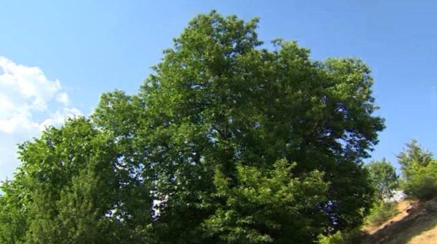 Ne savaşlar ne doğal afetler ne de kıtlık onu durdurabildi! Tam 400 yıldır bir kere bile ara vermedi...