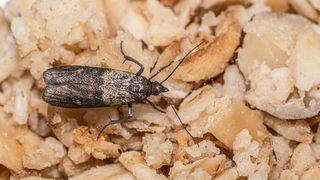 Evdeki güvelerin kökünü kurutacak! Güveleri temizlemek için en doğru yöntem