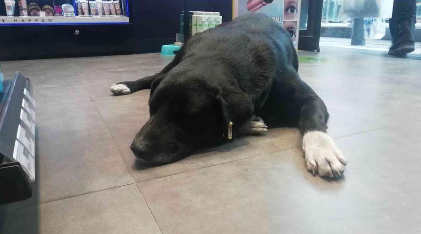 Isınmak için mağazaya giren köpeğin mama masrafını çalışanlar karşılıyor