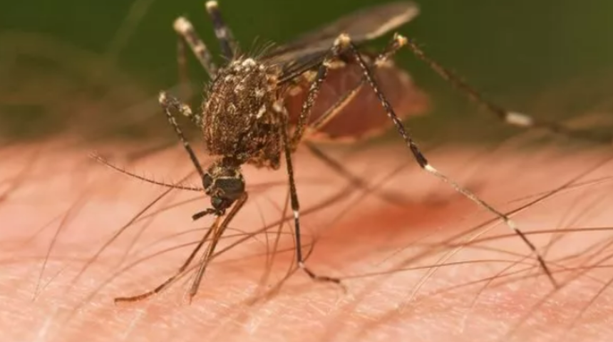 İstilacı sivrisinekler göz korkutuyor! Sayıları giderek artıyor... Yeni türler hastalıklara yol açabilir