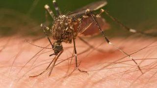 İstilacı sivrisinekler göz korkutuyor! Sayıları giderek artıyor... Yeni türler hastalıklara yol açabilir