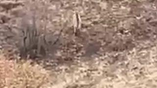 Nesli tükenme tehlikesi altındaki çizgili sırtlan Elazığ’da görüntülendi