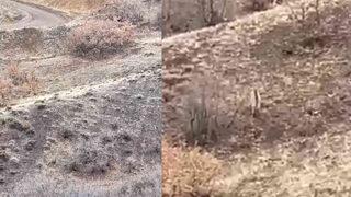 Tükenmek üzere... Kırmızı listede yer alıyor! Bir çoban şans eseri görüntüledi