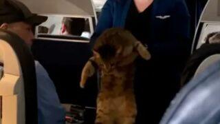 Uçuşun ortasında hostes kayıp kedinin sahibini aradı! “Kedisini özleyen var mı?”