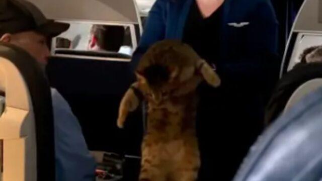 Uçuşun ortasında hostes kayıp kedinin sahibini aradı! “Kedisini özleyen var mı?”