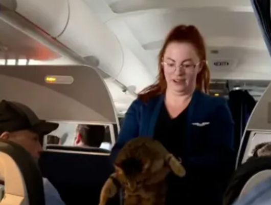 Uçuşun ortasında kayıp kedinin sahibini aradı